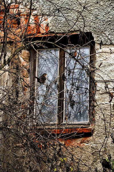 Altes Haus - Fenster mit Amsel von Christine Nöhmeier