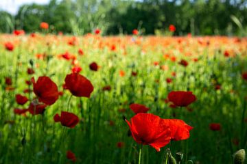 Poppy field near Eindhoven by Michelle Peeters