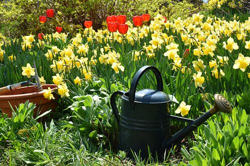 Bloemen in de tuin in de lente