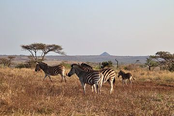 Kudde zebra's op de Afrikaanse savanne van Annelies69
