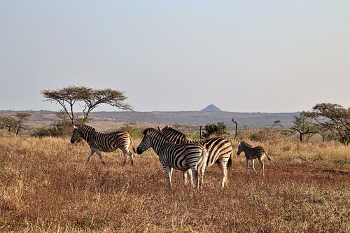 Herd of zebra's on the African savannah