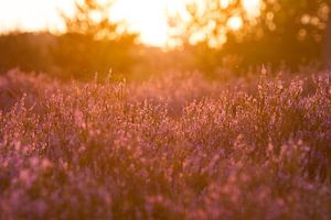 Kampina heather detail