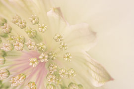 Soft, minimalist pastels – the beauty of a Zeeland ‘Knoopje’ by Marjolijn van den Berg