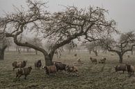 An old fruit orchard in the Betuwe with sheep by Moetwil en van Dijk - Fotografie thumbnail