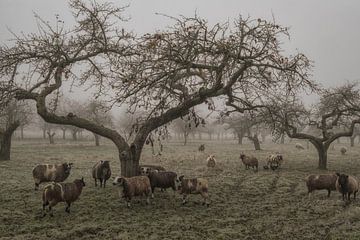 Eine alte Obstplantage in der Betuwe mit Schafen von Moetwil en van Dijk - Fotografie