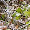 Stilleben mit Frost über Herbstblättern im Wald von AdWF
