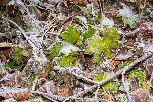Stilleben mit Frost über Herbstblättern im Wald