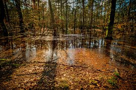 Überschwemmter Wald in Hulshorst von nol ploegmakers