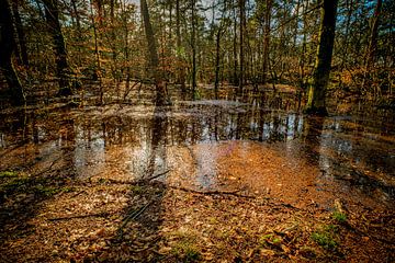 forêt inondée à Hulshorst sur nol ploegmakers