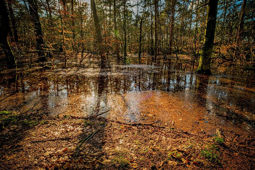 flooded forest in Hulshorst by nol ploegmakers