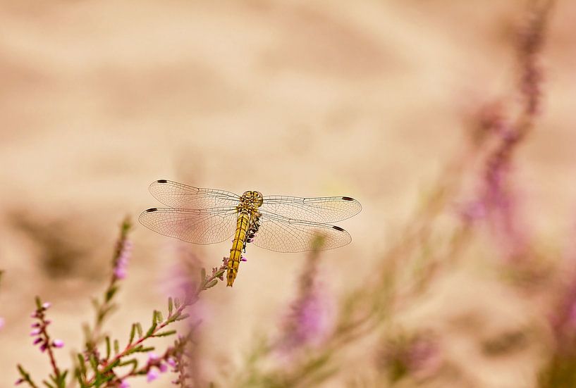 Ready for takeoff by Monique Laats-Wind