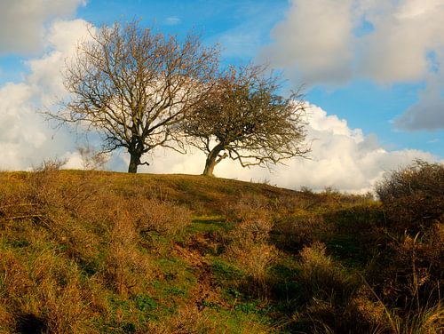 Bomen in de AWD