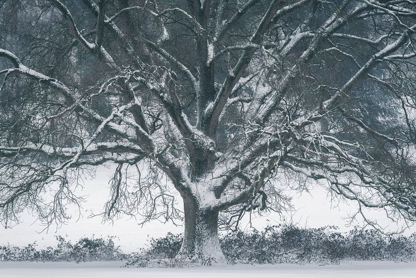 Mighty Tree von Erik de Jong