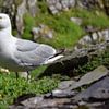 Silbermöwe (Larus argentatus) von Jarne Buttiens