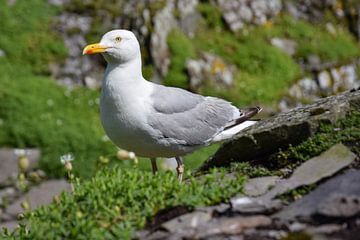 Silbermöwe (Larus argentatus) von Jarne Buttiens
