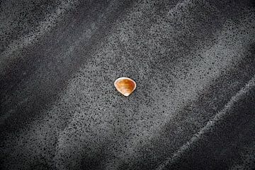 Sea shell by Rob van der Wal