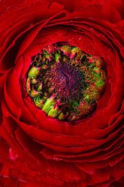 Le velours rouge sur Willy Sengers