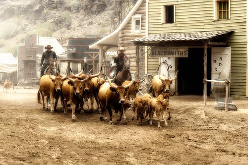 Longhorn koeien opgedreven