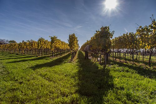 De laatste zonnestralen voor de oogst