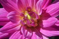 Dahlia
