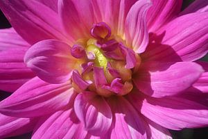 Dahlia