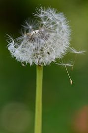 Dandelions with fluff blown away by Peter Bartelings