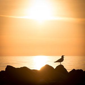 Möwe im Sonnenaufgang am Meer an der Ostsee