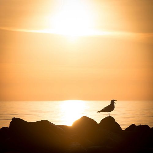 Zeemeeuw bij zonsopgang aan zee op de Baltische Zee