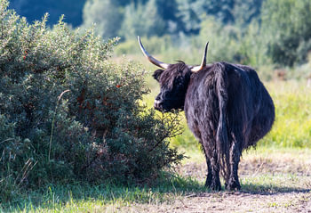 Schottischer Highlander in Lentevreugd