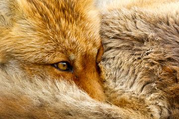Portrait d'un renard roux. sur Menno Schaefer