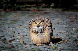 Uil by Dennis Timmer