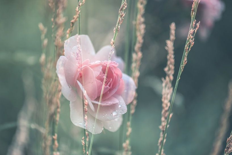 Flowers part 349 by Tania Perneel