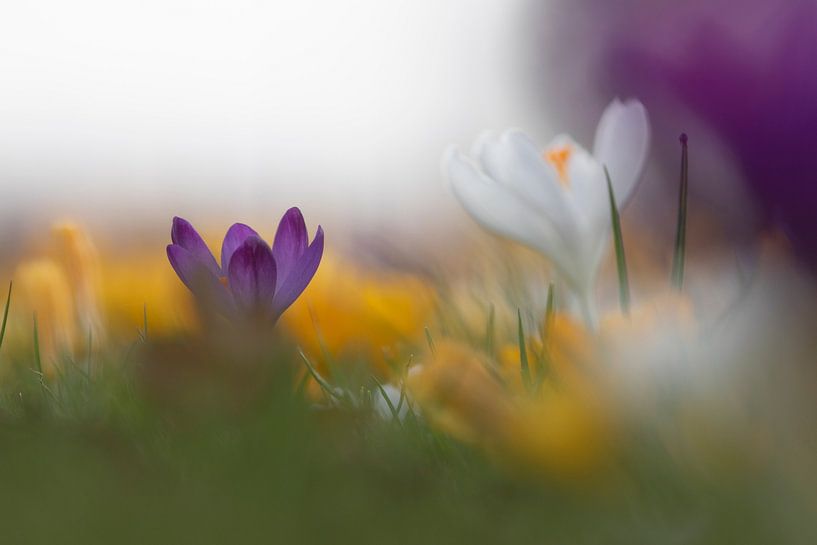 Krokus von Dion de Bakker