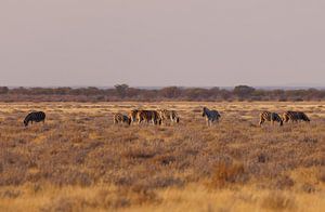 Grazende zebra's vroeg in de ochtend