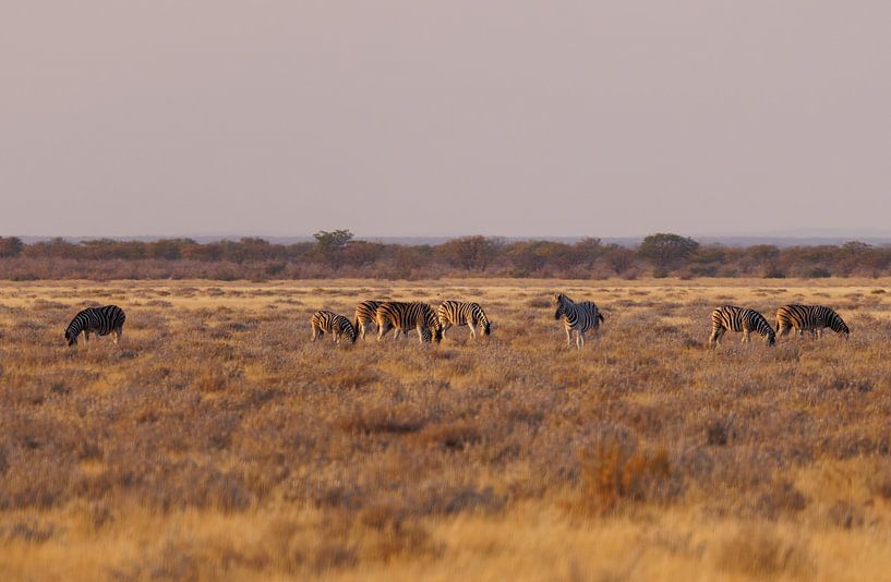 Grazende zebra&#039;s vroeg in de ochtend van Eddie Meijer