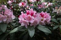 Roze Rhododendron