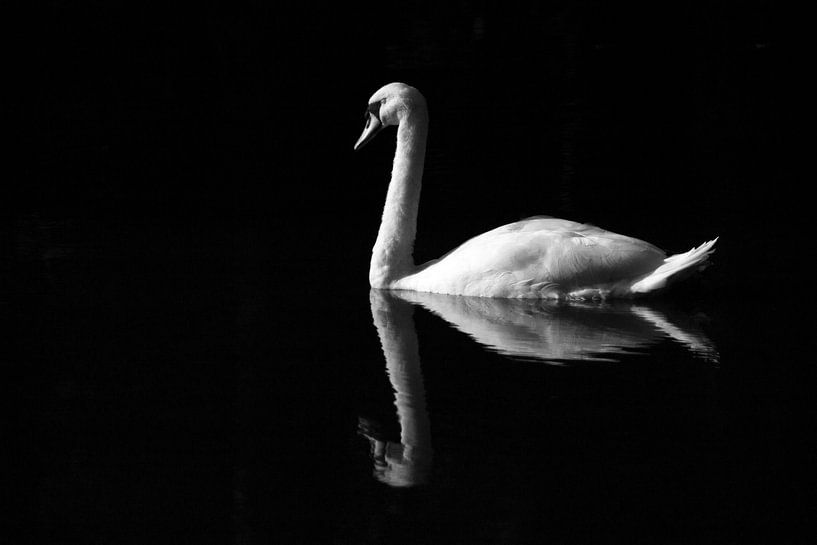 Eenzame zwaan - Lonely swan van Arlette Peeters