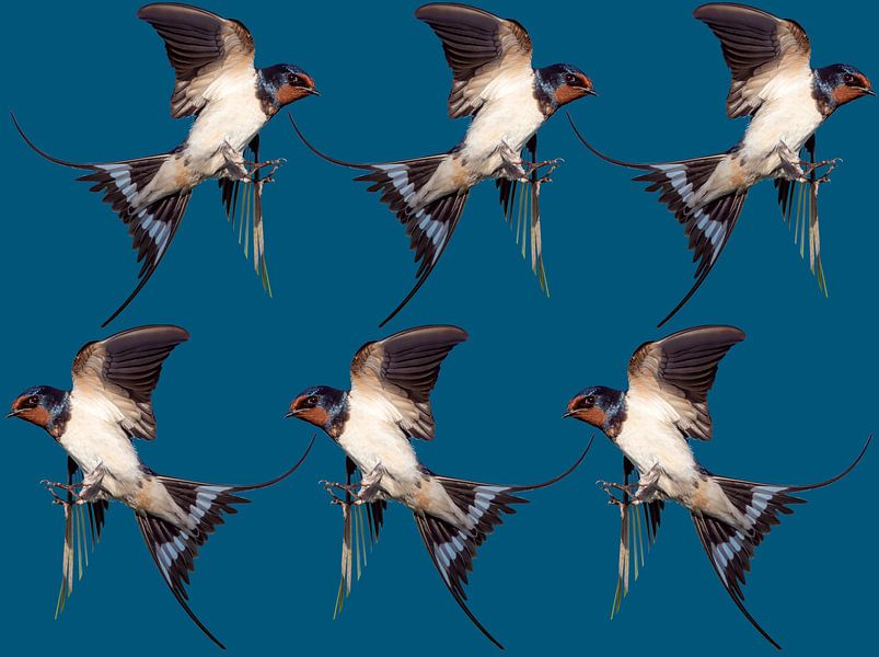 6 vogels van Fela de Wit