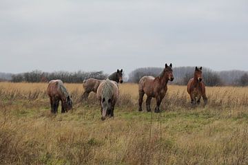 mooie boerenpaarden in de weilanden in de winter in holland van Angelique Nijssen