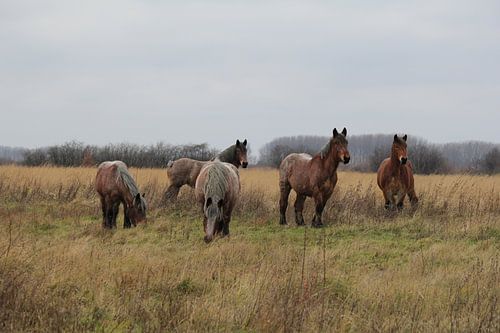 mooie boerenpaarden in de weilanden in de winter in holland