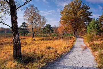 Herfst @ Brunssummerheide van Rob Boon