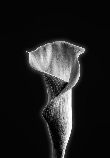Arum par Fotografie Arthur van Leeuwen
