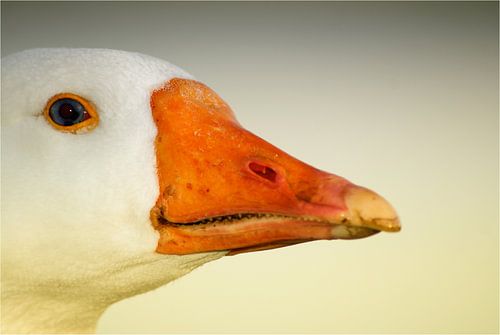 De snavel