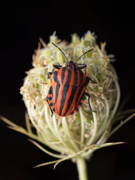 pyjama bug portrait by Ronald Buitendijk Fotografie