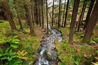 Rivier in het bos in Ierland van Sebastian Rollé - travel, nature & landscape photography thumbnail