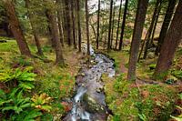 Rivier in het bos in Ierland