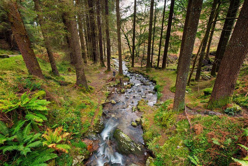 Rivier in het bos in Ierland van Sebastian Rollé - travel, nature & landscape photography