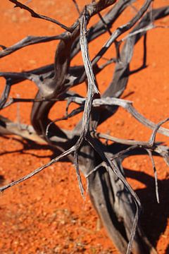 Zwart gebrande boom op rode aarde in de Australische Outback van Ines Porada