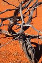 Schwarzer verbrannter Baum auf roter Erde im Australischen Outback von Ines Porada Miniaturansicht