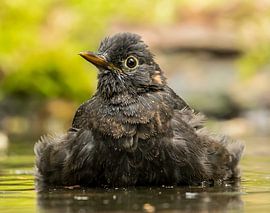 Blackbird by Hennie Zeij